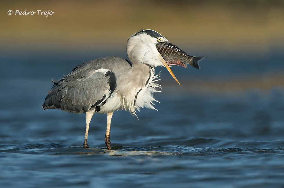 Garza real ( Ardea cinerea)